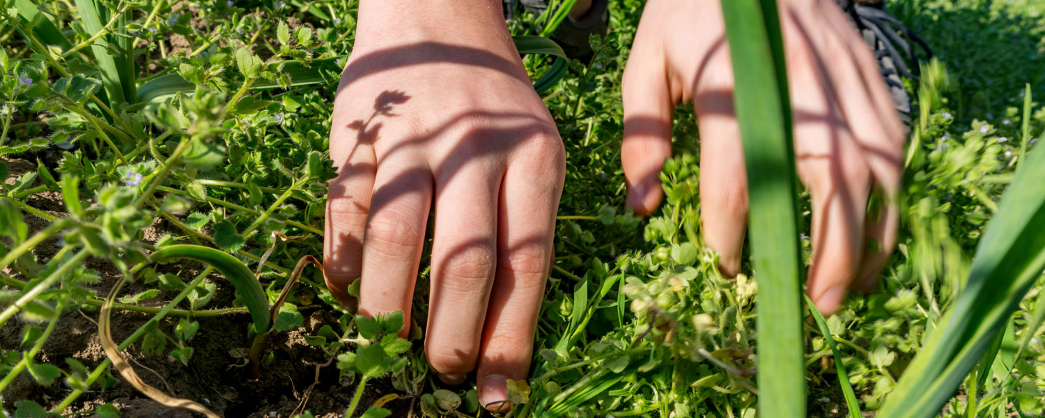 Fingers in garden