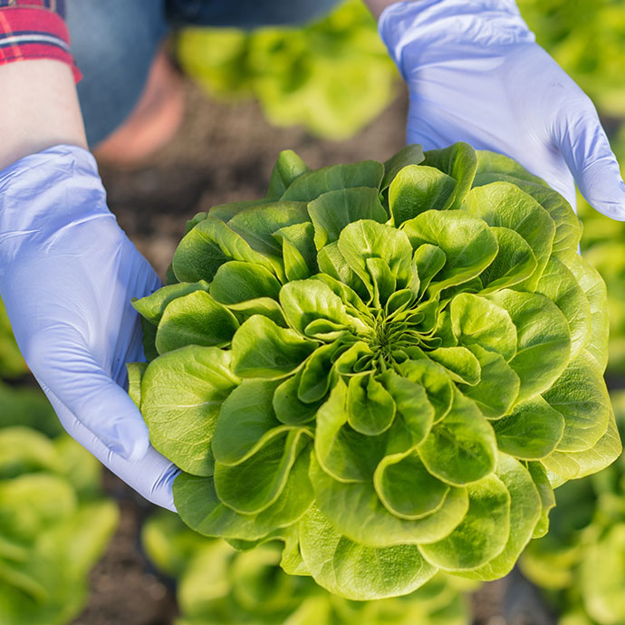Person with blue gloves holding a plant